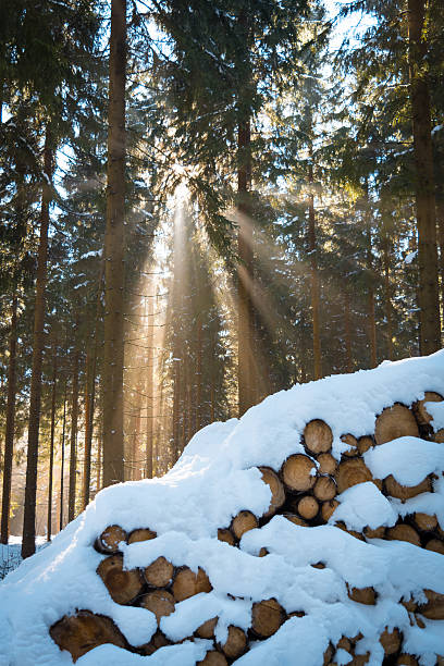 luz do sol na floresta de inverno - lumber industry cold day forest imagens e fotografias de stock