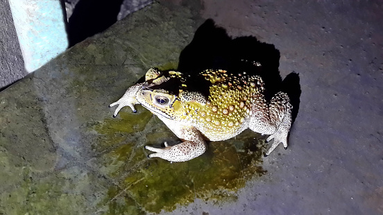 Thailand toad at night