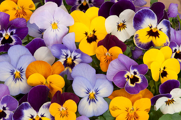 mixed pansies mixed pansies in garden pansy photos stock pictures, royalty-free photos & images