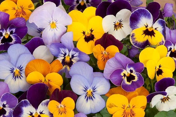 mixed pansies mixed pansies in garden violet flower stock pictures, royalty-free photos & images