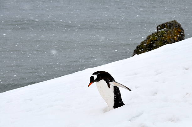 istock The Gentoo penguin is walking in snow 464832058