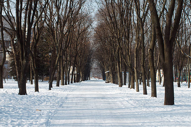 istock Snow-covered road through the trees in the park 464832396