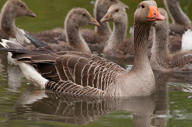 istock goose family in water 464832434