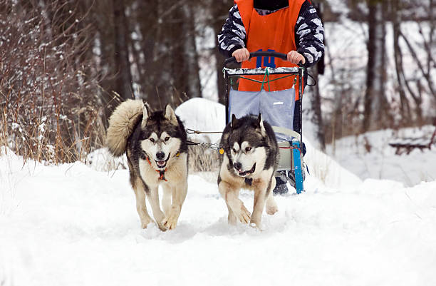 istock Sled dog race alaskan malamute 464833187
