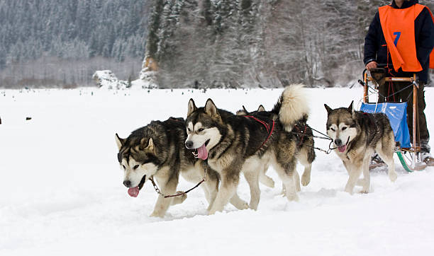 istock Sled dog race alaskan malamute 464833335