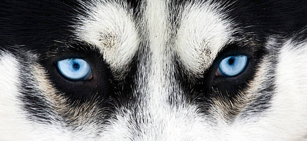 istock Close up on blue eyes of a dog 464833391