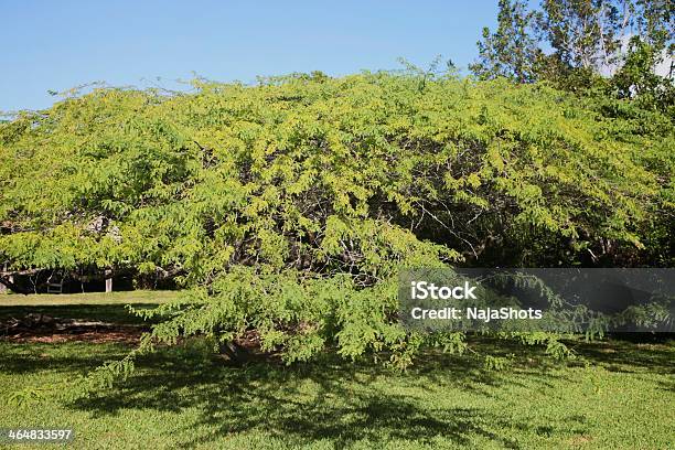 メスキートの木 - マメ目のストックフォトや画像を多数ご用意 - マメ目, マメ科, ミモザの木