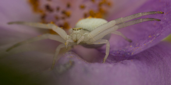 White Crab Spider with its front legs out-stretched in a classic hunting pose waiting for its prey.