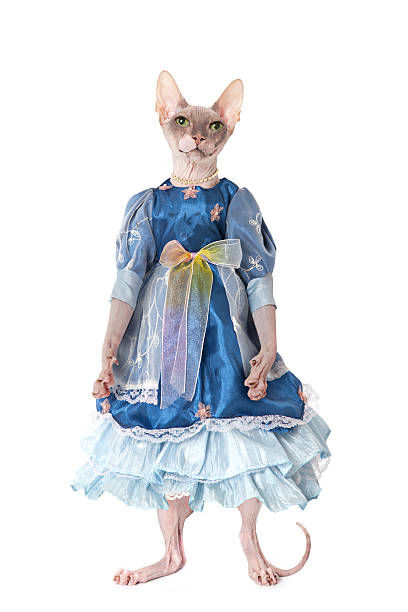 istock Hairless Don Sphinx cat dressed as a doll 464835892