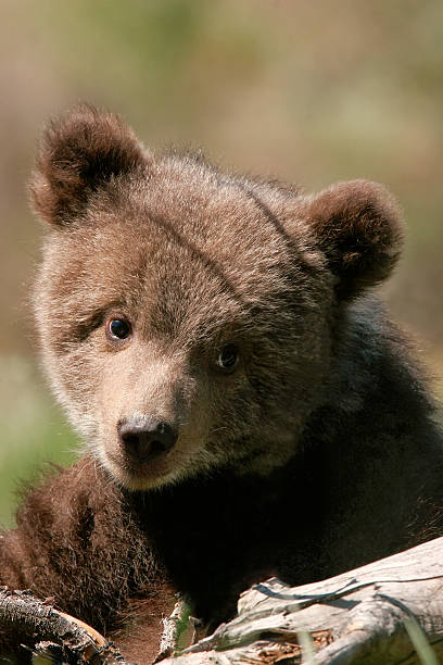 istock Portrait of Grizzly bear cub 464836024