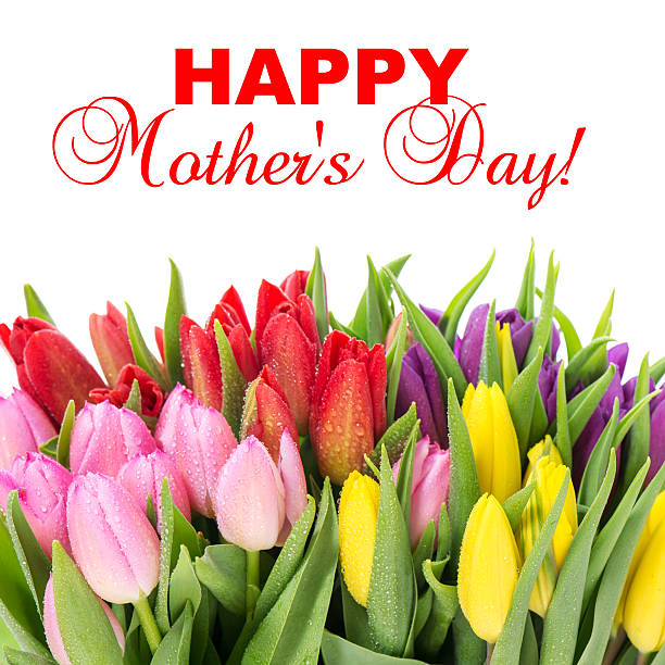 bouquet of multicolor tulips over white background. fresh spring flowers with water drops. Mother's Day concept with sample text. selective focus