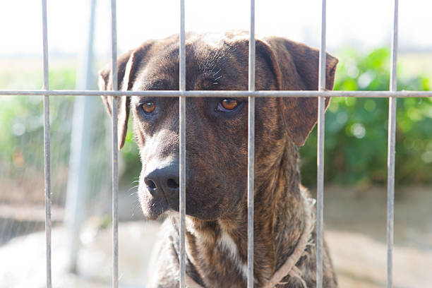 istock Canary Catch Dog behind the fence 464836200