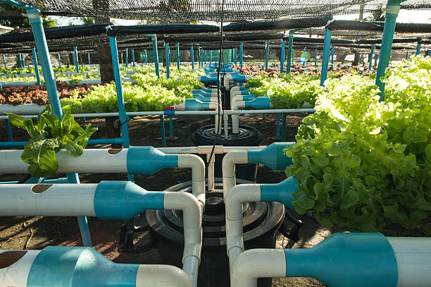istock Green organic, cultivation hydroponics vegetable in farm 464836330