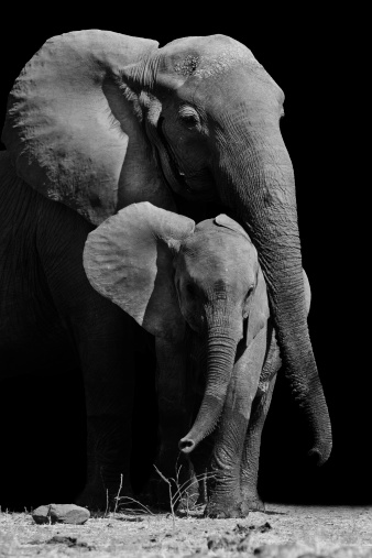 Mother elephant protecting it baby