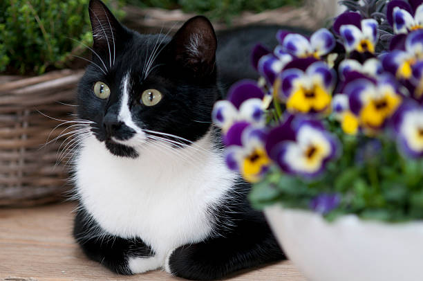 istock cat with pansies in garden setting 464836832