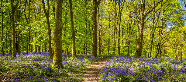 forêt verdoyant idyllique chemin à travers bois bluebell fleurs sauvages panorama vert - forest fern glade copse photos et images de collection