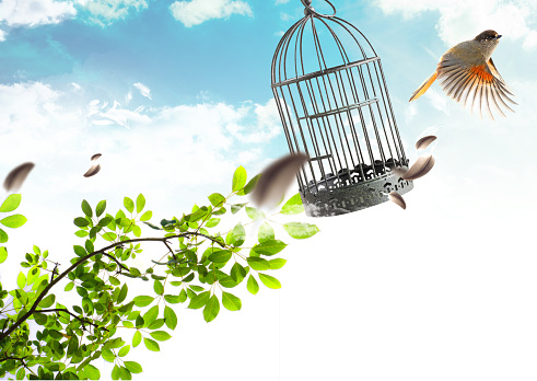 The bird takes off for the sky from a cage