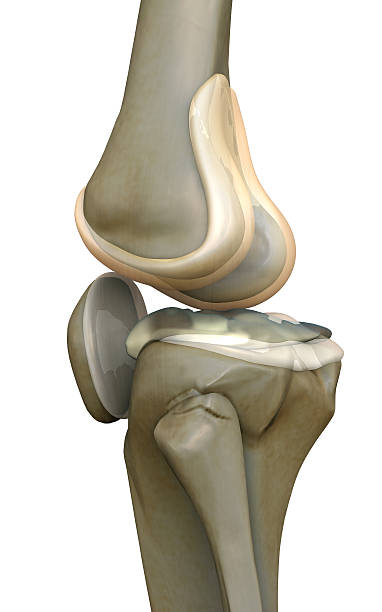 ginocchio, osso - human bone forensic science medical scan morphology foto e immagini stock