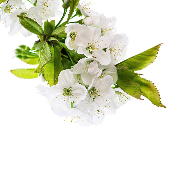 istock blossoms of cherry tree isolated on white 464837439