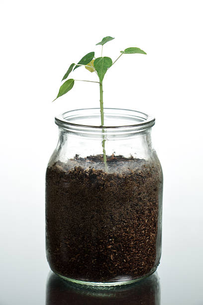 istock Plant in glass 464837562