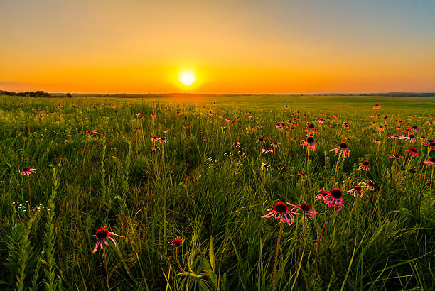 coucher de soleil dans un champ de prairie coneflowers violet - kansas photos et images de collection