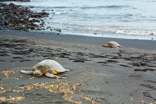 Two green sea turtles resting on a volcanic black sand beach
