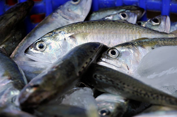 istock Mackerel Fish Food Thailand Fresh 464837873