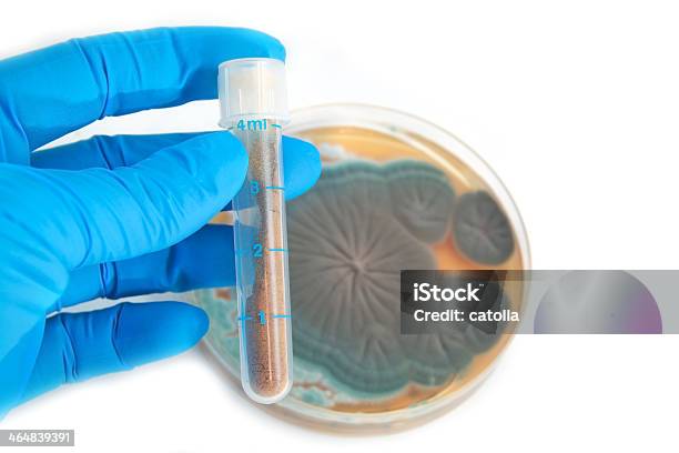 Tubo Con Antibiotici E Penicillium Funghi - Fotografie stock e altre immagini di Agar - Agar, Antibiotico, Batterio