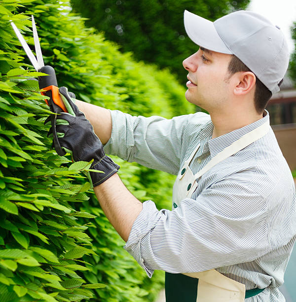 istock Gardener pruning a green hedge 464839511