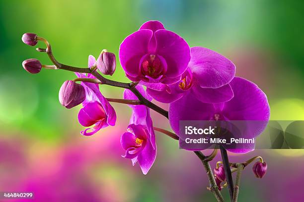 Photo libre de droit de Purple Orchid Fleur Sur Un Arrièreplan Flou banque d'images et plus d'images libres de droit de Abstrait - Abstrait, Botanique, Bouquet formel