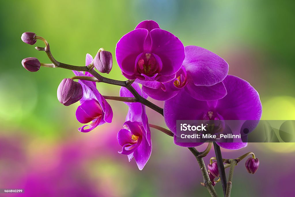Фиолетовая орхидея цветок на размытие фона - Стоковые фото Абстрактный роялти-фри