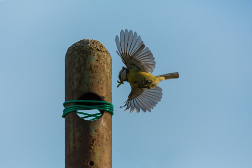 A blue flies into its nest in an iron pole