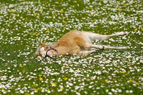 istock Horse foal resting on flower field 464841759