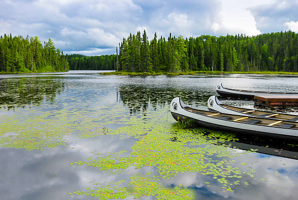 canoas flotando sobre un lago, quebec, canadá - wildlife reserve fotografías e imágenes de stock