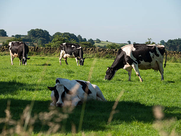 istock cows near matlock,derbyshire,uk 464842414