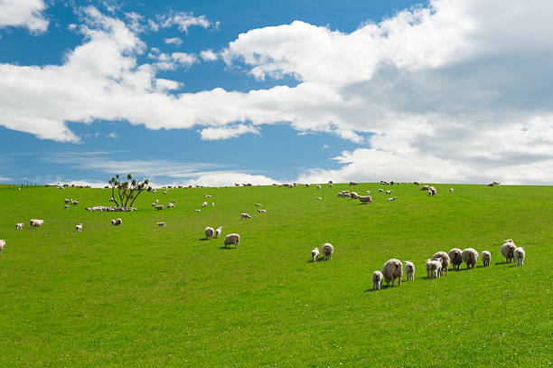 istock Sheep in the New Zealand 464843206