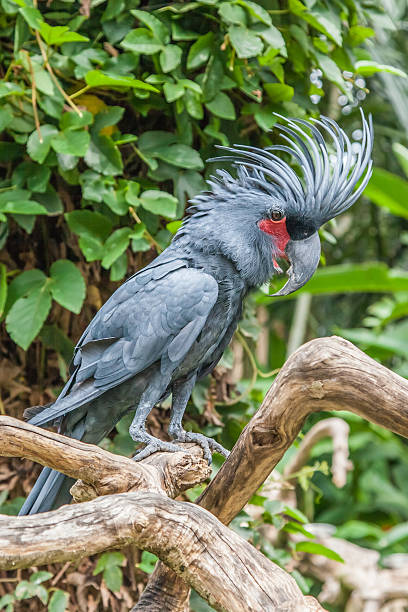 istock Black cockatoo,Palm cockatoo,Black microgloss. 464843548