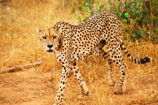 A cheetah moving through the bush in South Africa