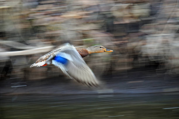 Duck flying in the air