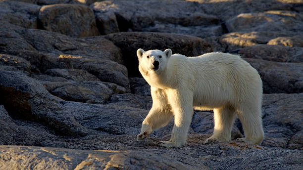 istock Eisbaer, Thalarctos maritimus, polar bear 464845971