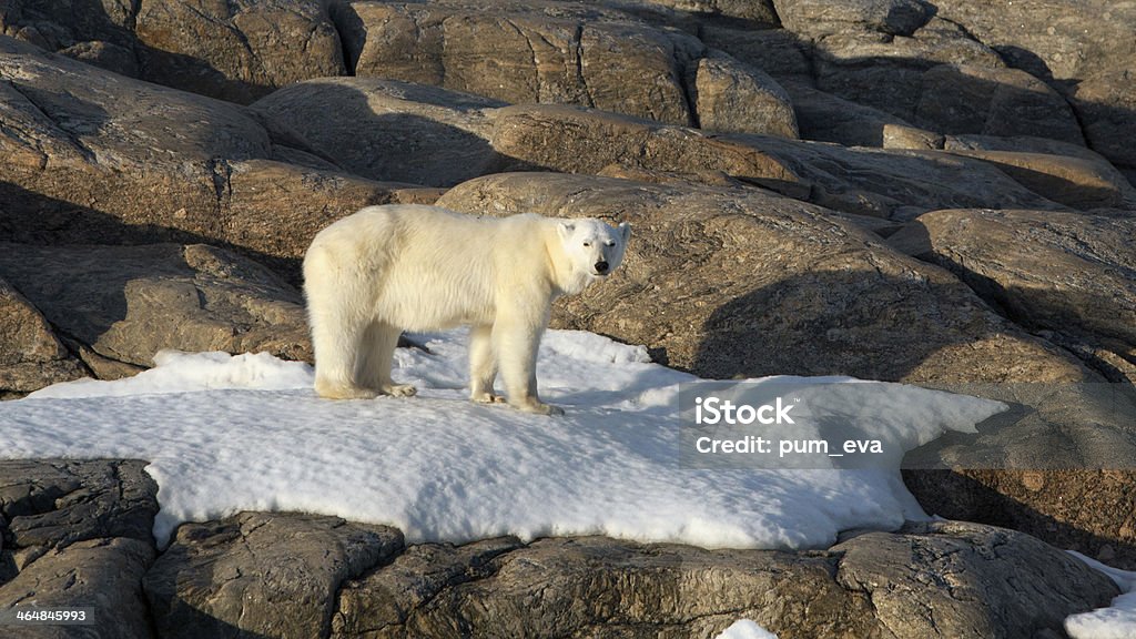 Eisbaer, Thalarctos maritimus, polar bear Polar Bear standing on small snowfield on the rocks Ice Floe Stock Photo