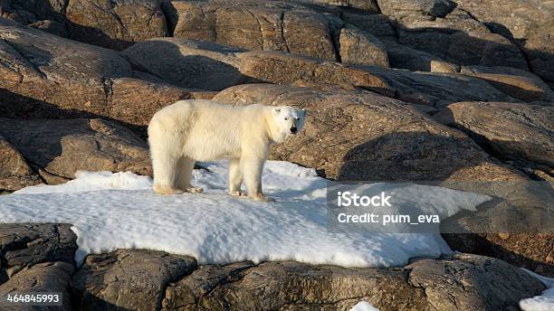 Eisbaer Thalarctos Maritimus Polar Bear Stock Photo - Download Image Now - Ice Floe, Polar Bear, Animals Hunting