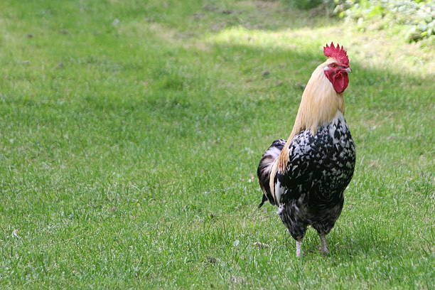 istock Rooster on the farm 464846920