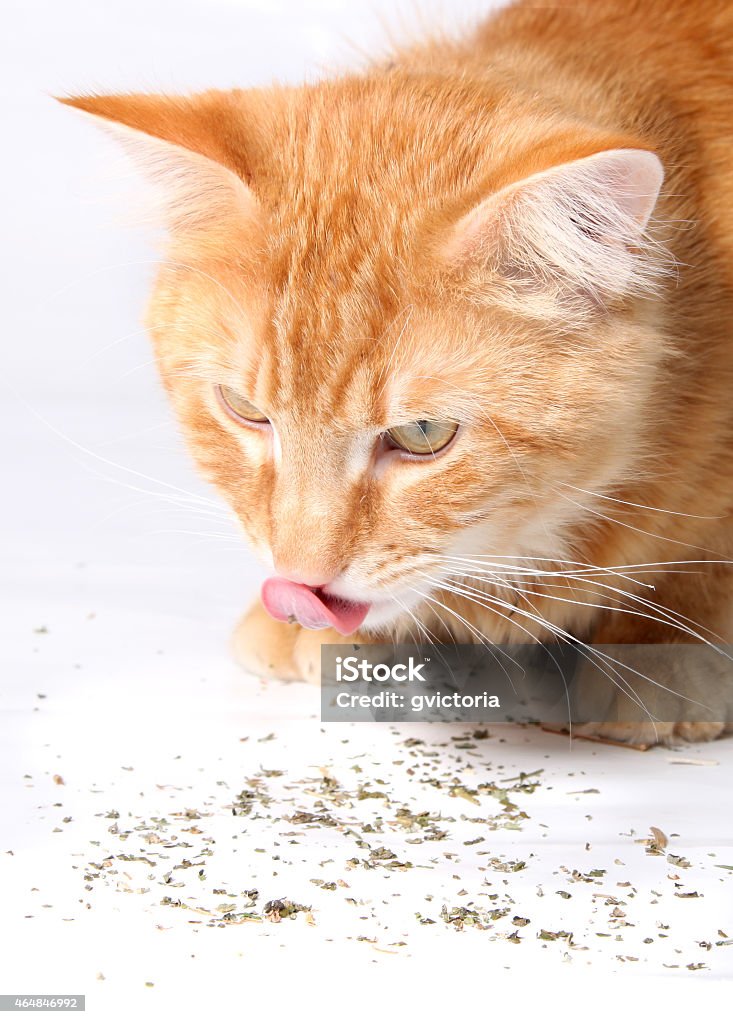 Cat licking up catnip Orange cat eating and licking up catnip, a favorite treat of felines 2015 Stock Photo