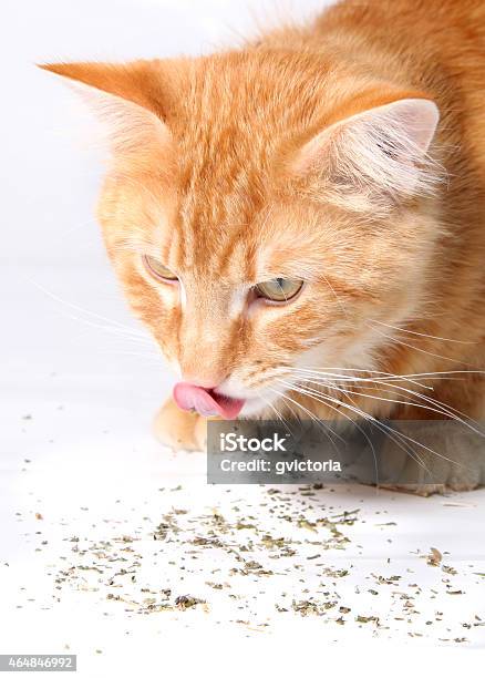Cat Licking Up Catnip Stock Photo - Download Image Now - 2015, Animal, Catmint