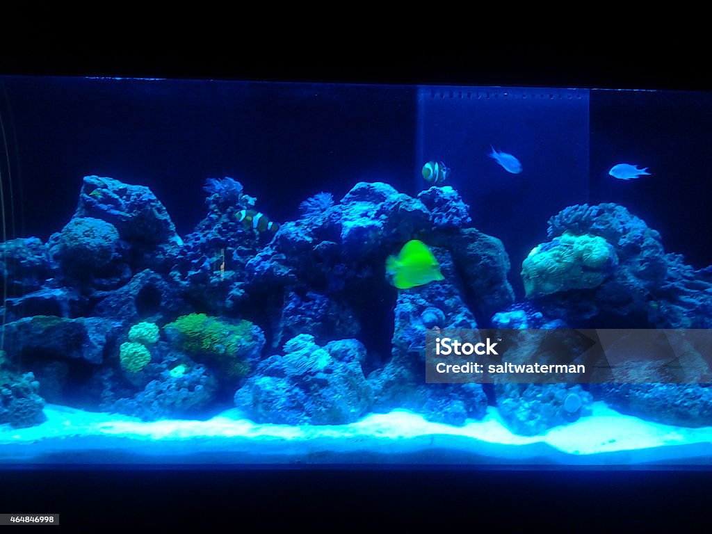 Reef Tank 55 Gallon Led Stock Photo - Download Image Now - 2015