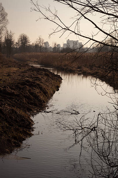 istock Creek in Swamp Landscape 464847030