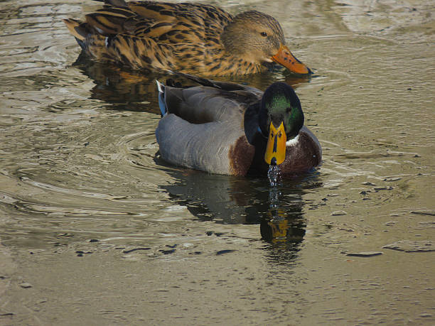 istock ducks swim in the pond 464847206