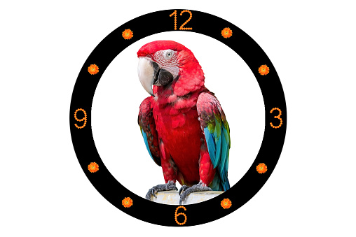 clock face With a parrot as a background.