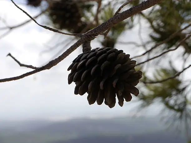 pine cone - Pinus